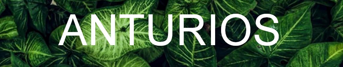 PÑ
